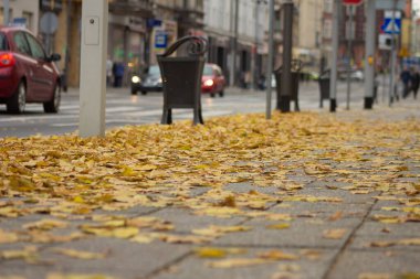 Güzel sonbahar. Sonbahar şehri. Autumn Park 'ta. Arkaplan.