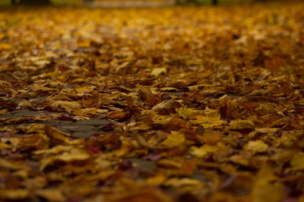 Piękna Jesień Jesienne Miasto Jesienny Park Kontekst — Zdjęcie stockowe