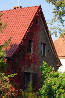 Sarmaşıklı güzel bir ev. Arkaplan.