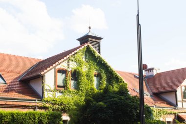 Sarmaşıklı güzel bir ev. Arkaplan.