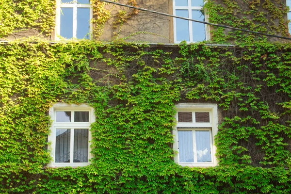 stock image Beautiful house with ivy. Background.