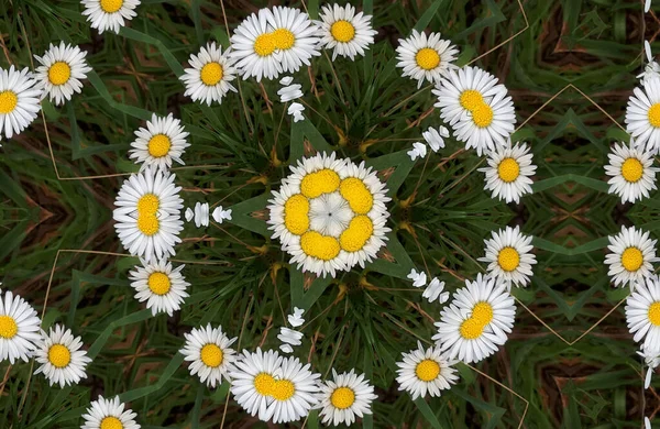 Mirror Flower Kaleidoscope. White and Yellow. White Daisies. With their bright and fresh look, white daisies, like other white flowers, signify purity and innocence. White daises may be used in bridal flowers or wedding dcor.