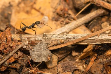 Karınca bir yumurta taşıyor ve onu korumak için yerini değiştiriyor. Görüntüyü kapat.