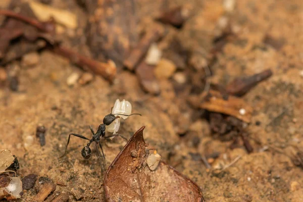 Mrówka Niosąca Jajko Zmieniająca Miejsce Chronić Blisko Widoku Fotografia Makro — Zdjęcie stockowe