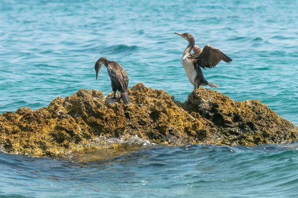 Karabatak Kuşlar Denize Karşı Bir Kayanın Üzerinde Oturuyorlar — Stok fotoğraf