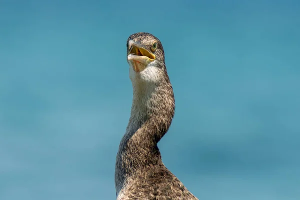 Denize Karşı Karabatağın Yakın Portresi — Stok fotoğraf