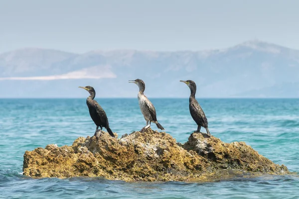 Drei Kormorane Sitzen Auf Einem Felsen Gegen Das Meer — Stockfoto