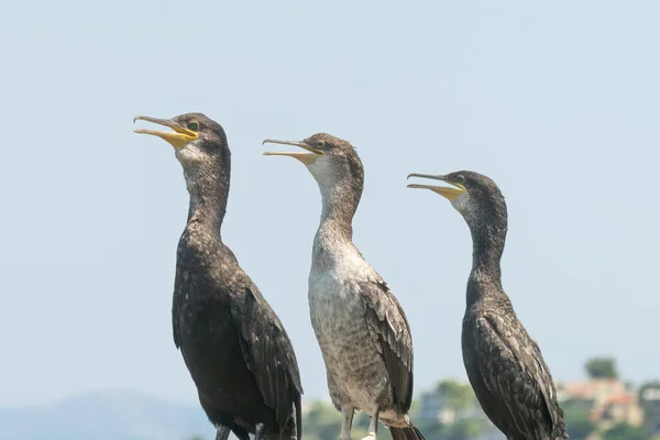 Three Cormorants Sitting Rock Sky — Stock Photo, Image