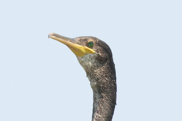 Cormorant Zblízka Portrét Proti Obloze — Stock fotografie