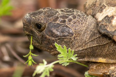 Ot yiyen bir kaplumbağa kafasının yakınına..