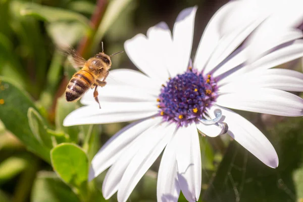 Biene Fliegt Auf Einem Weißen Gänseblümchen — Stockfoto