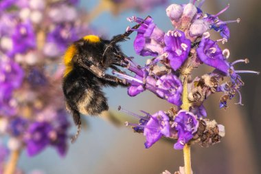 Pembe bir çiçekte nektar içen eşek arısı. Makro fotoğraf yakın çekim.