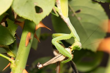 Ağustosböceği yiyen bir peygamber devesine yaklaş..
