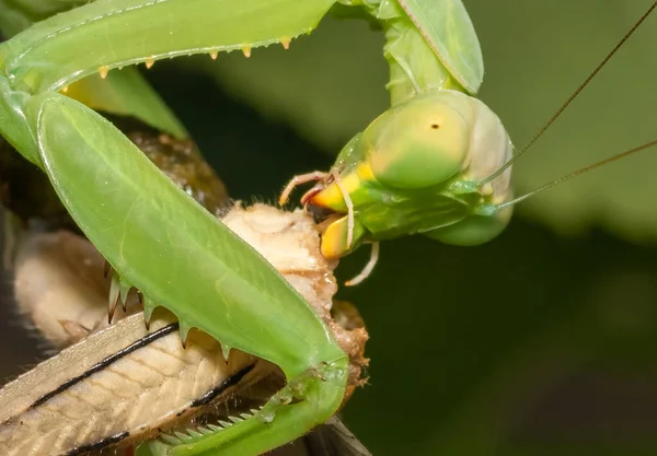 Extreme Close Van Een Bidsprinkhaan Die Een Cicade Eet — Stockfoto