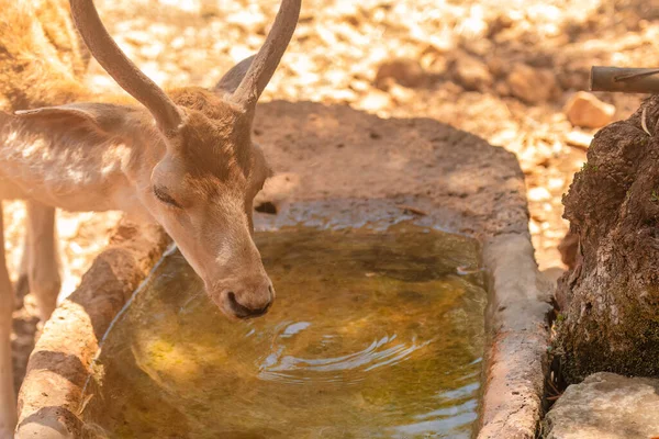 Deer drinking water on a hot day.