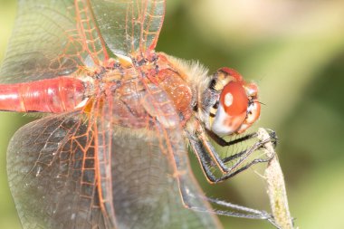 Kırmızı yusufçuk makro fotoğrafı bir çiçeğin üstünde..