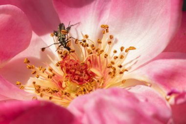 Pembe bir çiçeğin üzerindeki küçük böcek yiyor. Makro fotoğraf.