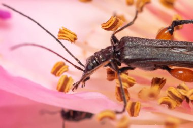 Pembe çiçekteki küçük böcek. Çok yakın çekim..