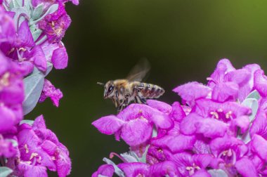 Arı çiçek üzerinde uçmaya hazır. Makro fotoğraf.