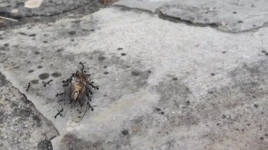 Ölü bir ağustos böceğiyle yürüyen karıncalar onu yuvalarına taşıyorlar..