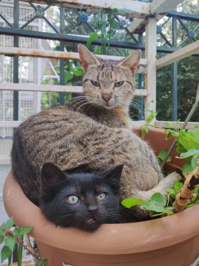 Komik kedi ve çocuğu bir saksının içinde oturmuş tuhaf tuhaf bakıyorlar..
