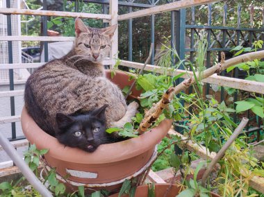 Komik kediler bir saksıda oturmuş tuhaf tuhaf bakıyorlar..