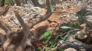 Parkta bir geyiği yapraklarla beslemek..