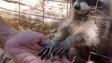 Parkta rakun beslemek..