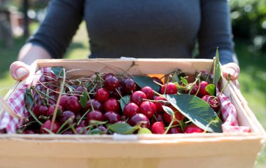 Bahçede taze toplanmış kirazlarla dolu sepeti taşıyan bir kadın..