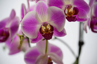 Çiçek açan zarif Mor Orkide çiçekleri. Çok kaliteli bir fotoğraf. Çiçek açmış mor orkide çiçekleri. Çiçek aranjmanları ve lüks dekorasyon projeleri için mükemmel..