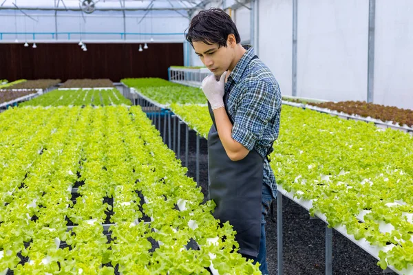 Agricultor Local Asiático Cultivando Propia Lechuga Ensalada Roble Verde Dentro —  Fotos de Stock