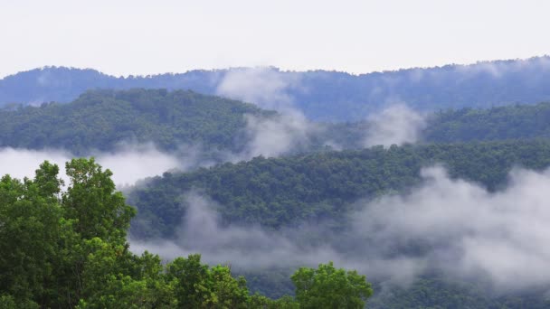 Mist Stroomt Door Bergvallei Bij Khao Yai National Park Thailand — Stockvideo