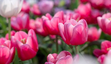 Pembe lale çiçeği. Bahar mevsimi bahçesinde. Tasarım için fotokopi alanı var.