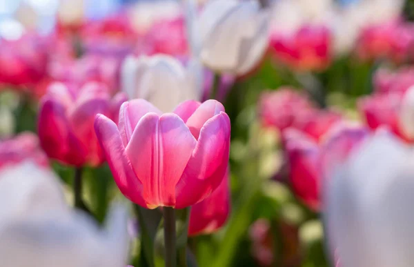 stock image Pink tulip flower in early spring season garden with copy space for design concept