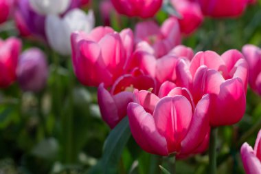 Pembe lale çiçeği, bahar mevsimi bahçesinde, tasarım için fotokopi alanı var.