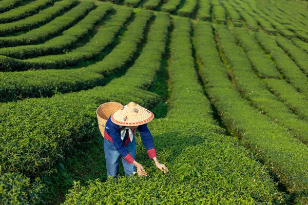 Senior Asian Woman Traditional Cloth Picking Fresh Tea Leave Morning —  Fotos de Stock