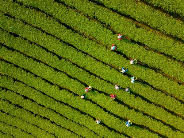 Aerial View Farmer Picking Tea Leave Morning Hillside Mountain Harvest — Foto Stock