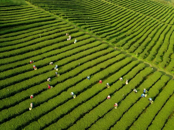 Aerial View Farmer Picking Tea Leave Morning Hillside Mountain Harvest — Foto Stock