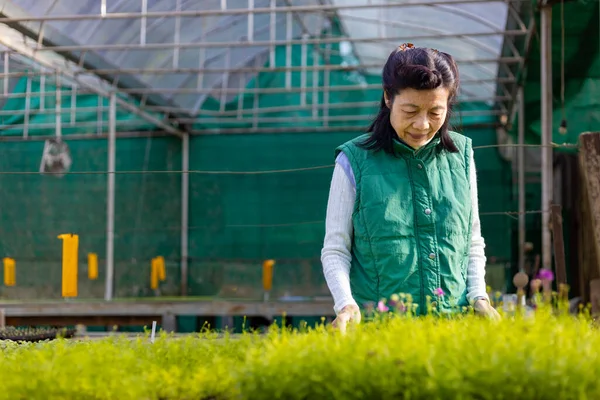 Senior Donna Asiatica Giardiniere Sta Preparando Organico Piantina Ortaggi All — Foto Stock