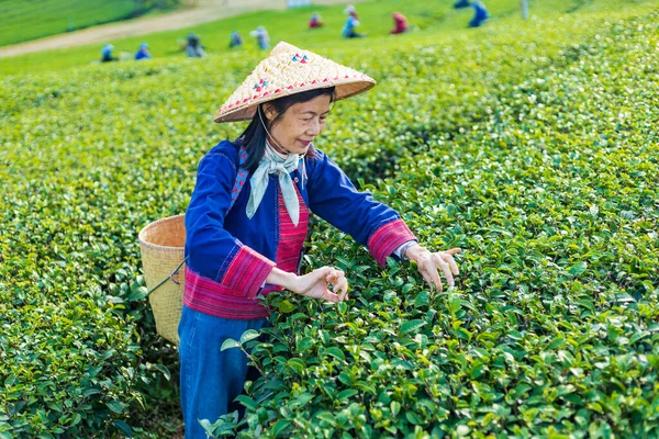Group Senior Asian Woman Traditional Cloth Picking Fresh Tea Leave — Foto Stock