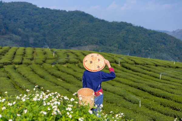 Asian Woman Traditional Cloth Picking Fresh Tea Leave Morning Her — Foto Stock