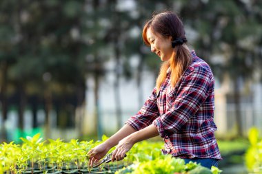 Asian local farmer is using secateur to prick out seedling crop while working in the vegetable field for healthy diet and lifestyle