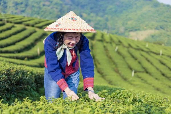 Старшая Азиатка Традиционной Одежде Собирает Свежий Чай Утром Уходит Свой — стоковое фото