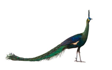 Beyaz zemin üzerinde yeşil Peafowl erkeği ya da Endonezya tavuğu. Myanmar 'ın milli kutsal kuşu, renkli canlı tüyle yan görüş açısından izole edilmiştir.