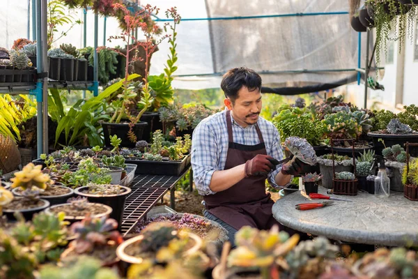 Asian Gardener Working Greenhouse Full Succulent Plants Collection While Propagating — Stock Photo, Image