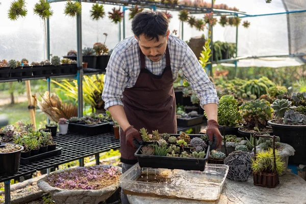 Asian gardener is watering tray of succulent plant with diluted fertilizer inside his glasshouse using dipping method to avoid splash of water for hobby and ornamental garden business