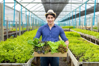 Asyalı yerel çiftçi, serada salata yetiştirirken organik toprak yaklaşımını kullanarak aile işi için biraz da satılık sebze topluyor.