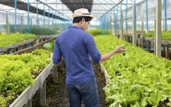 Asyalı Yerel Çiftçi Serada Salata Yetiştirirken Organik Toprak Yaklaşımını Kullanarak — Stok fotoğraf