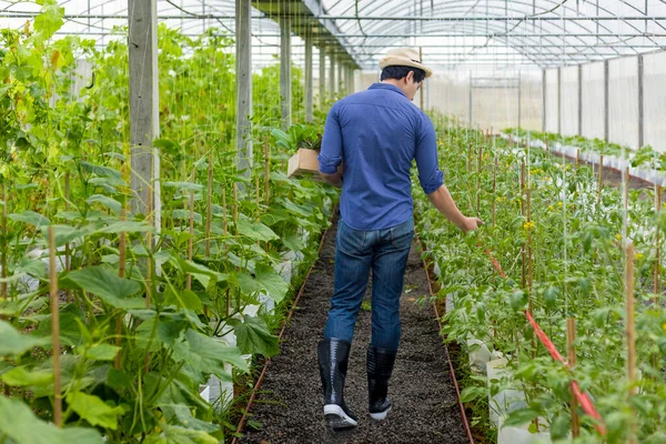 Asyalı Çiftçi Serada Kendi Yeşil Meşe Salatalarını Yetiştiriyor Aile Şirketleri — Stok fotoğraf
