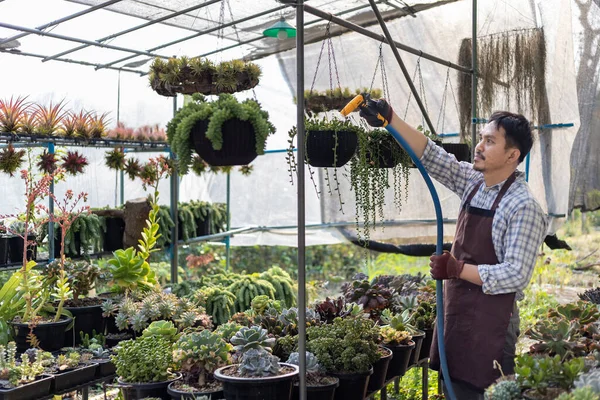 Asian gardener is watering the succulent plant inside his glasshouse using hose for hobby and ornamental garden business